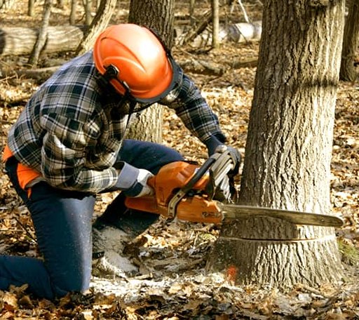 Tree Removal in Charlotte, TN